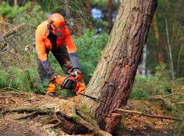 How Our Tree Care Process Works  in  Port Washington, WI